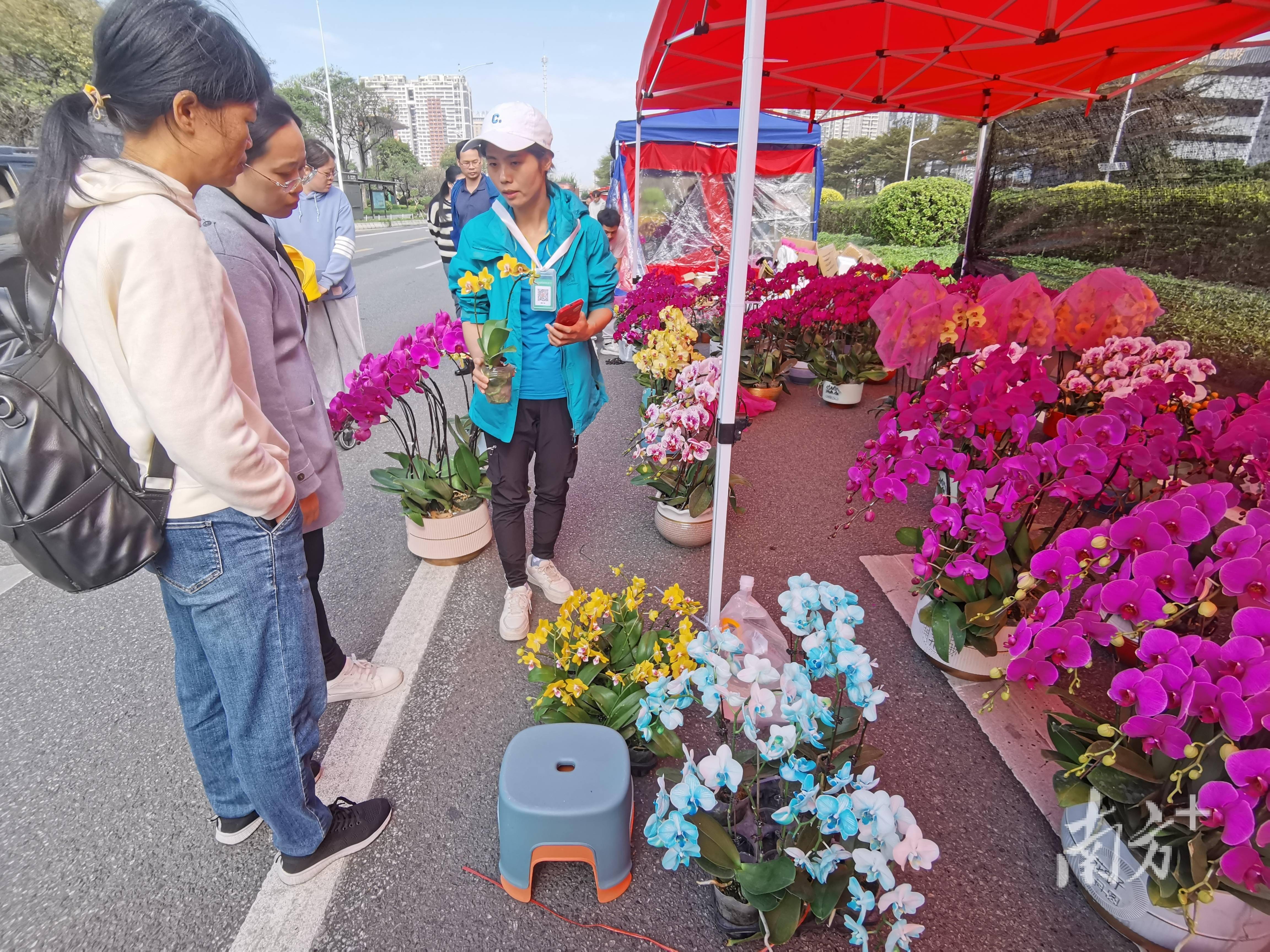 今年的南莊花市共設置了166個攤位,大花蕙蘭,劍蘭,百合,蝴蝶蘭,萬壽菊