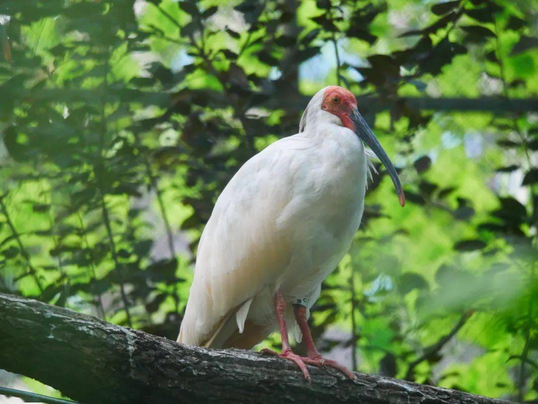 立春,跟着ta一起发现春天的"秘密"~_朱鹭_成都动物园_双翅