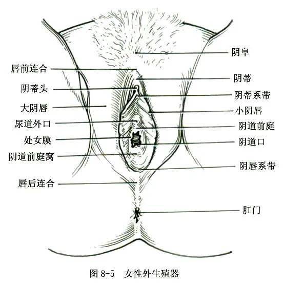 女性前庭球 位置图图片