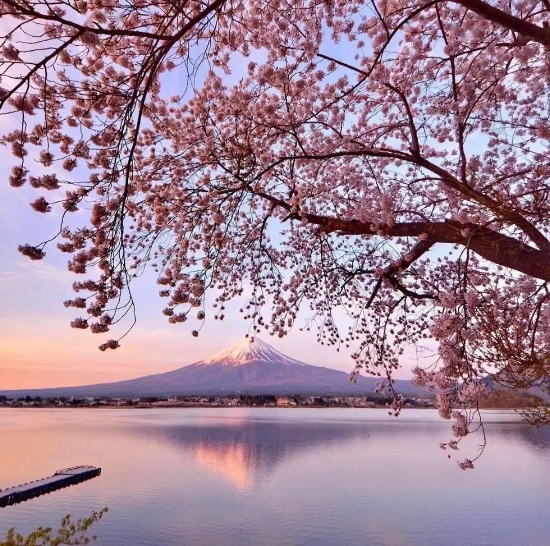 2024日本关东樱花之旅,醉美赏樱打卡地送上,每个都有!