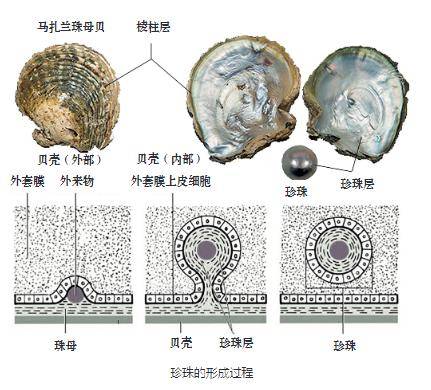 而养殖珍珠是指贝类或蚌类等软体动物体经人为因素干预分泌珍珠质固化