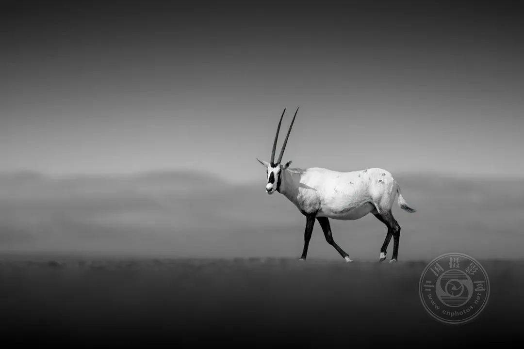 专业组 | 2023年国际黑白摄影大奖赛获奖作品公布(野生生物类)_优秀奖