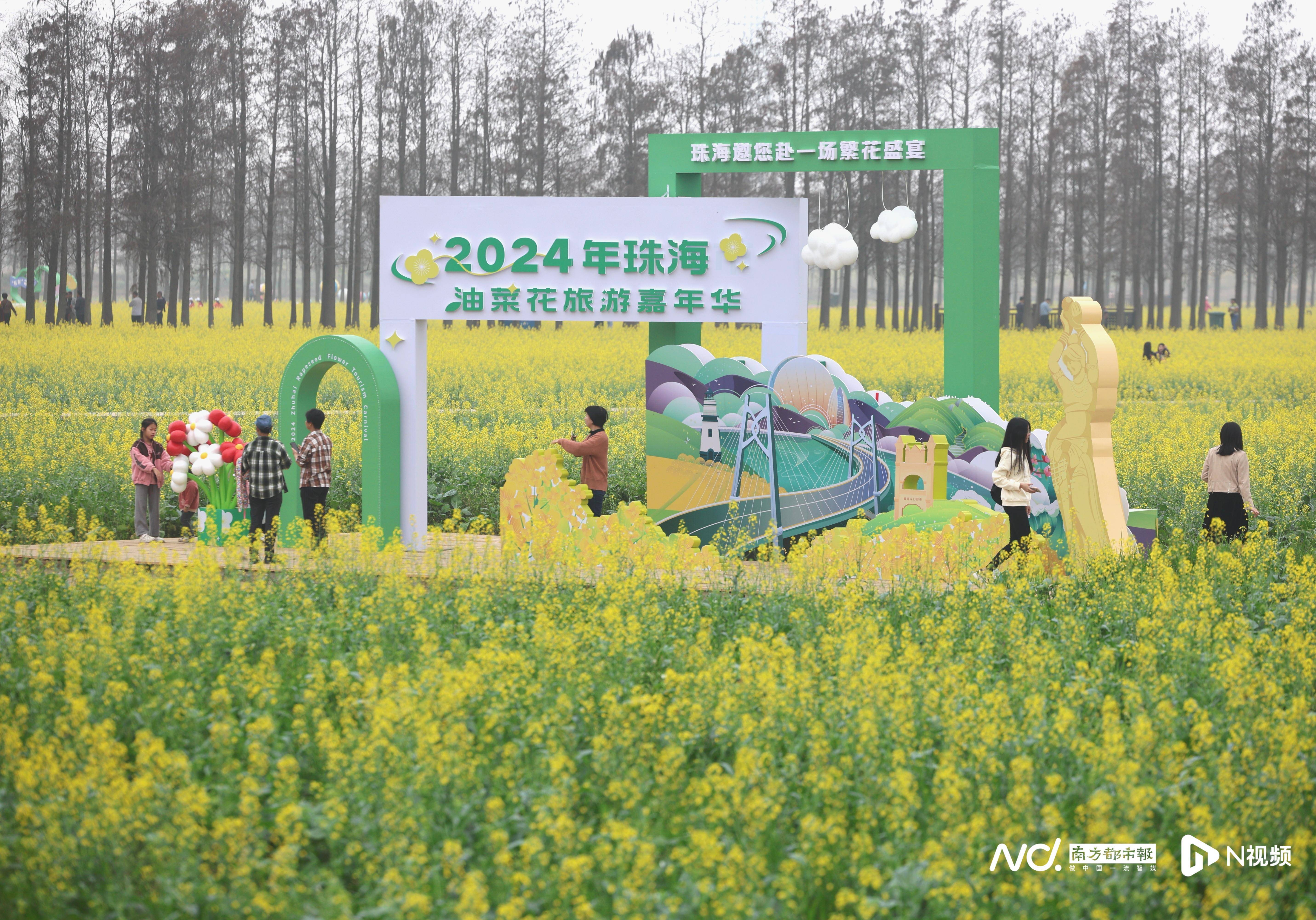 珠海斗门超千亩花海绽放,吸引港澳游客北上打卡_菜花_活动_新村