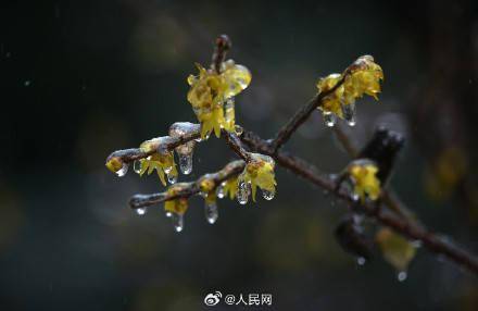 美!梅花傲寒綻放彷彿包了層糖衣_冰雪_六安_來源