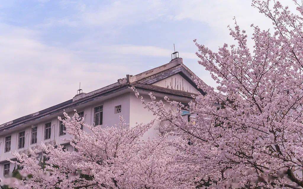 珈有珞樱94樱是珞珈朵朵绽放在枝丫,片片飘散落心房千株樱花94