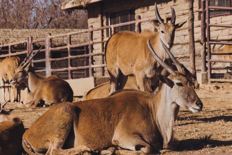 濟南野生動物世界新年優惠福利來啦～_時間