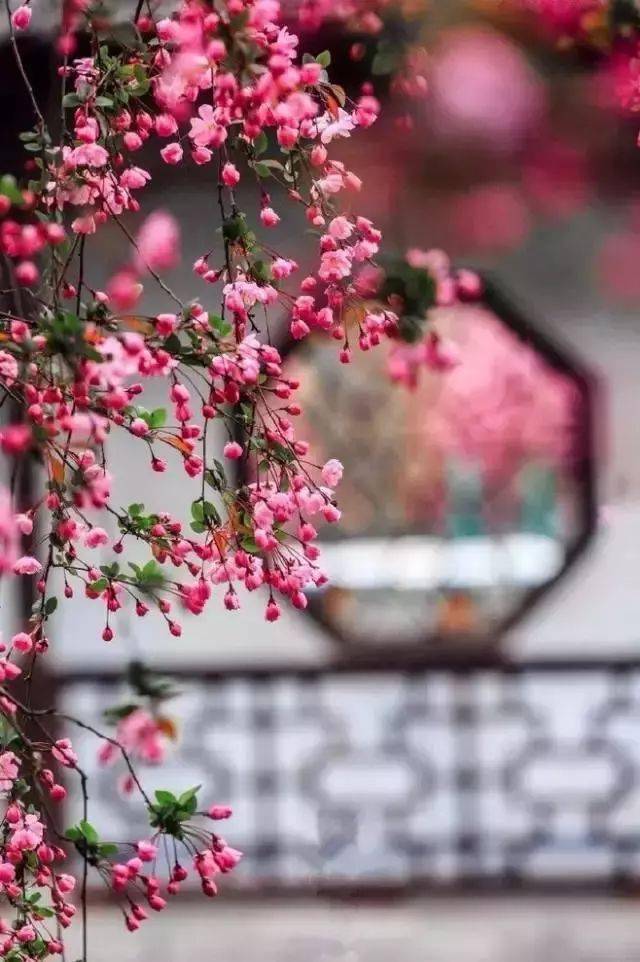 拍花,还是竖构图好看_画面_背景_虚实