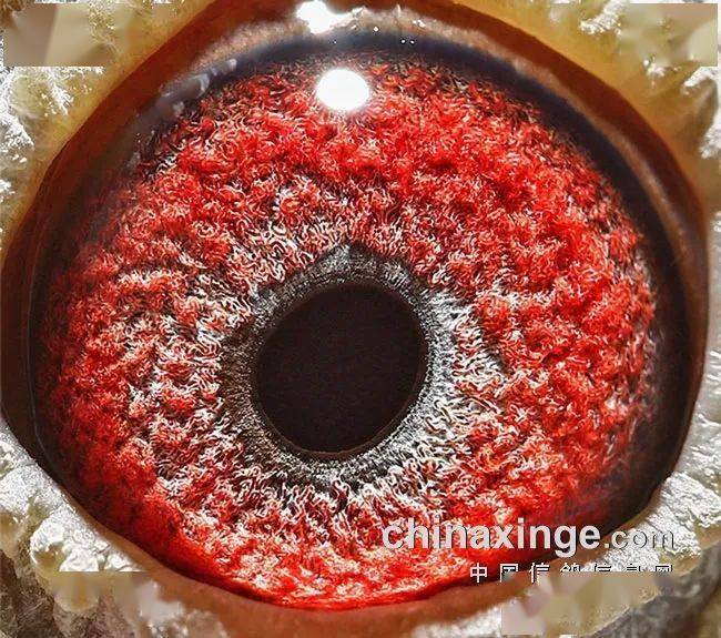 张家口秋棚北线鸽王冠军鸽眼品鉴_三关_半决赛_预赛