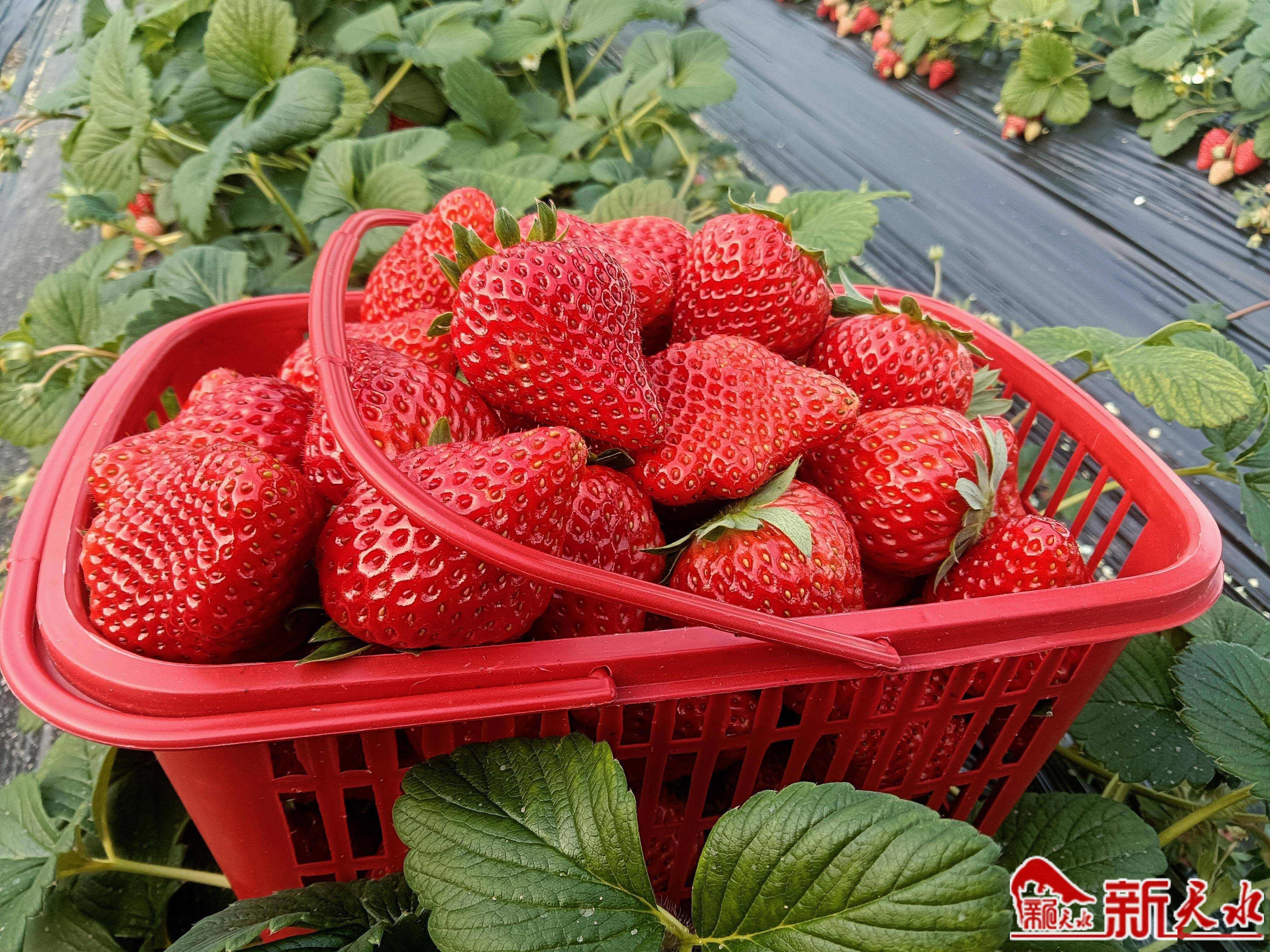 草莓映红幸福年