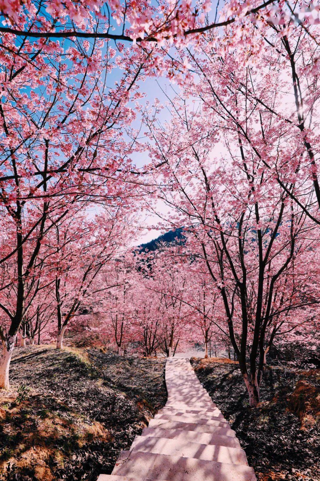 葛仙山樱花图片图片