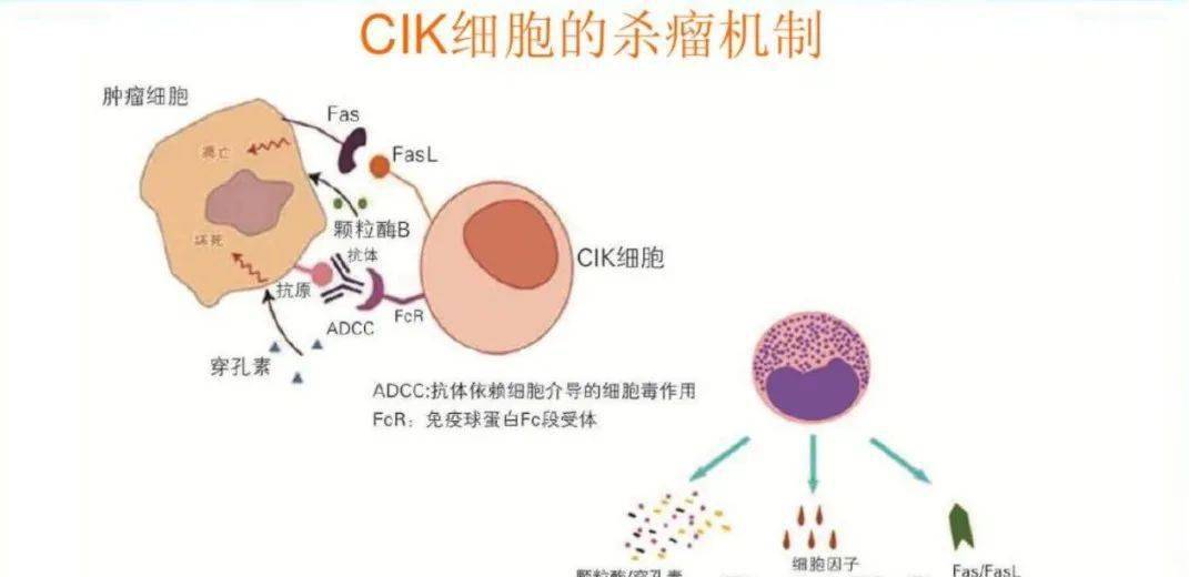 car-t細胞又稱嵌合抗原受體t細胞