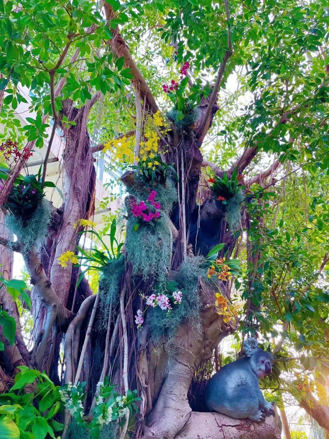 走进大自然,感受生命的力量!沙漠玫瑰,非洲霸王树,红雀珊瑚.