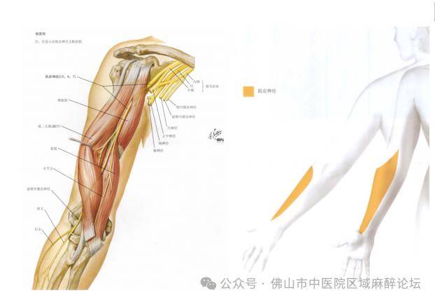 腋路臂丛神经解剖图图片