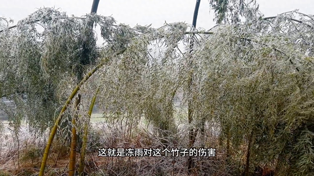 湖南冻雨#什么是冻雨_竹子_大片_竹林