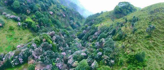 草原如一張綿軟被褥鋪於大地之上可見山包此起彼伏,曲線和緩站在高處