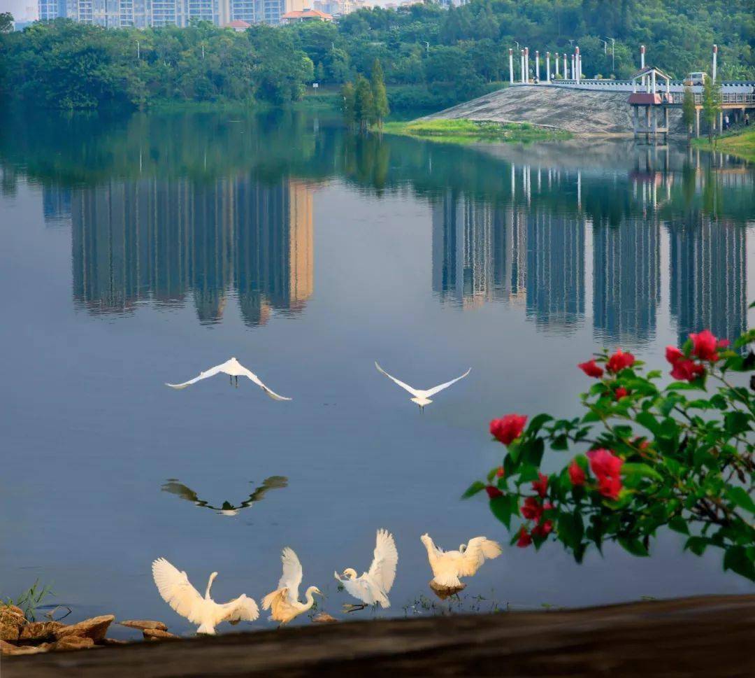 阳江鸳鸯湖2022春节图片