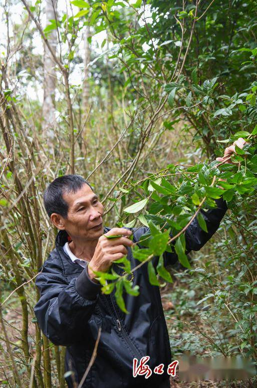 自贸港·观察 | 鹧鸪茶制作技艺入选海南省第六批非遗名录