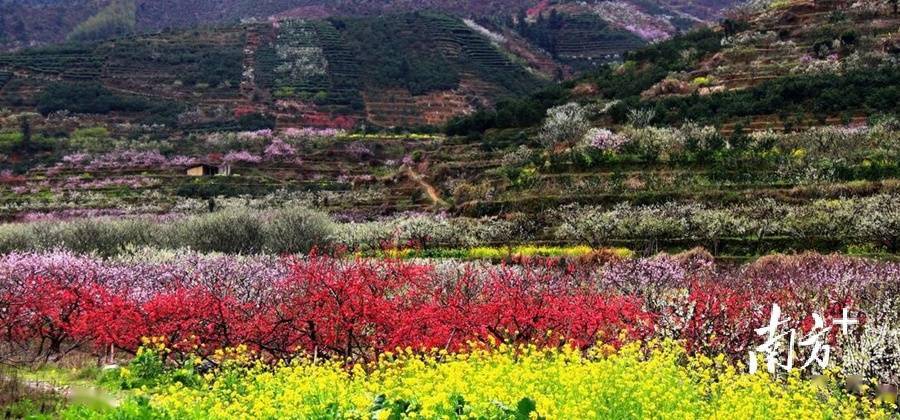 红李白油菜黄蜿蜒于青山绿水之间,悠然可见灼灼桃李人家,花海主要沿y