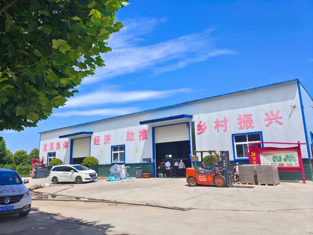 新春走基层(12)丨种金丝皇菊,建纸箱厂……这个村的有