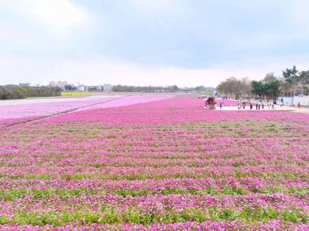 盖县北海花海景点在哪图片