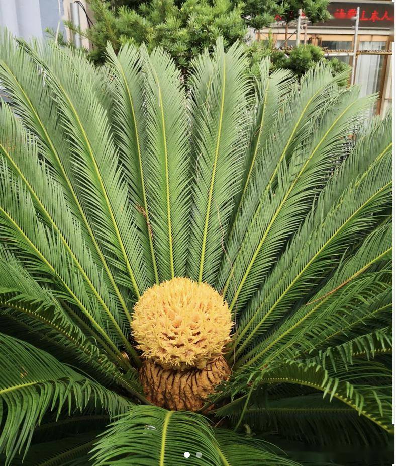 俗话说:"铁树千年开一花",所以铁树的花非常罕见