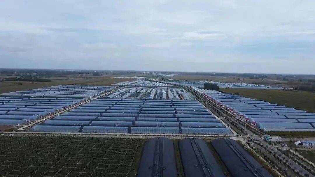 在扶沟县德利尔现代农业产业园的蔬菜大棚里,一串串