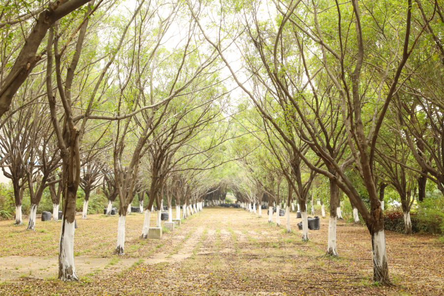 就在茶山这里!探寻贾玲新电影同款取景地!_东江_东莞_京山