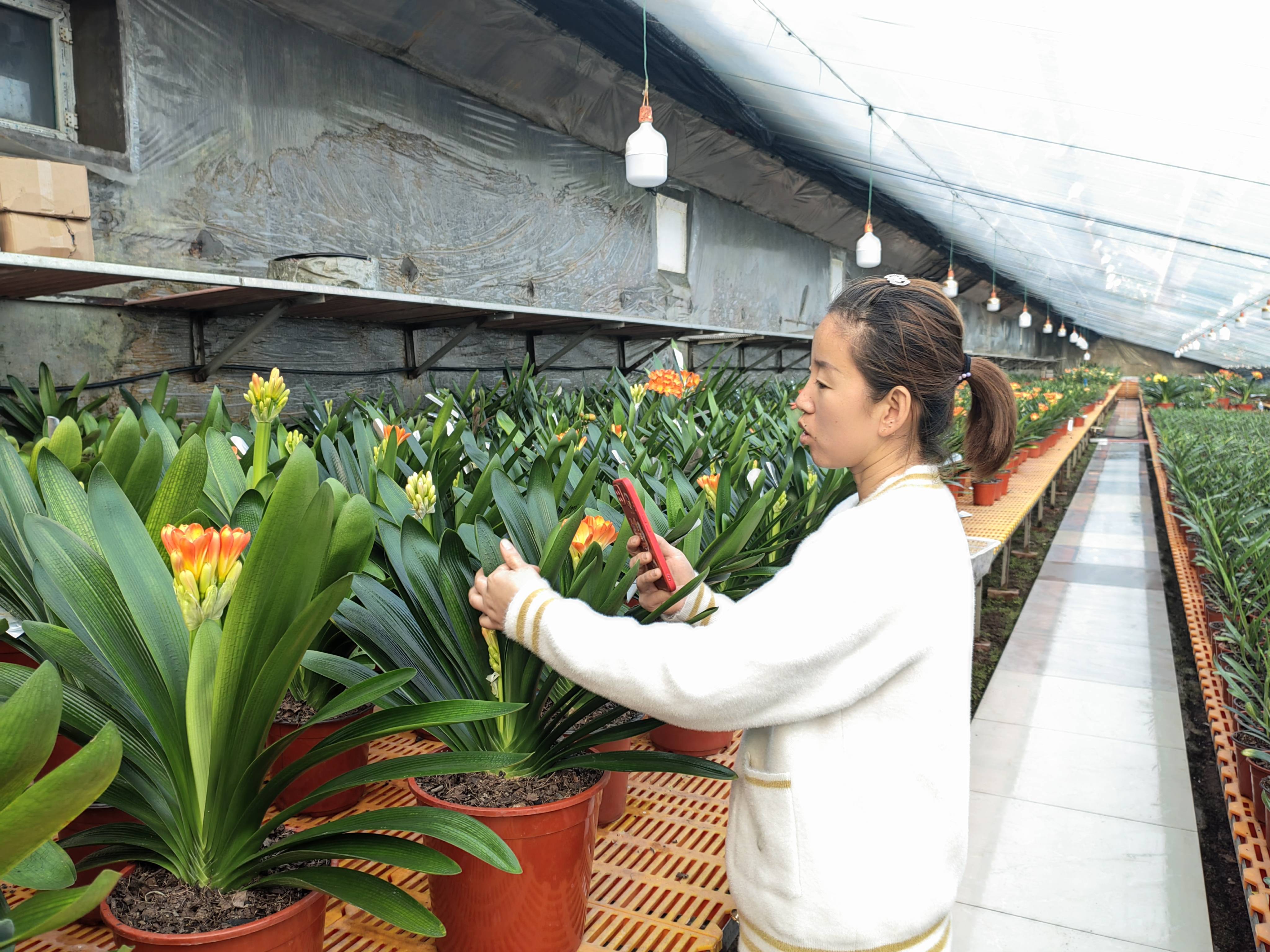 东北农村看"新":直播热起来 花农乐起来_王秀英_君子兰_销售