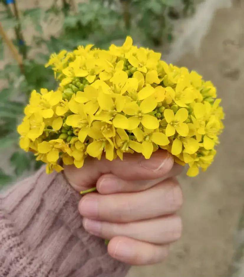 一束野生油菜花图片