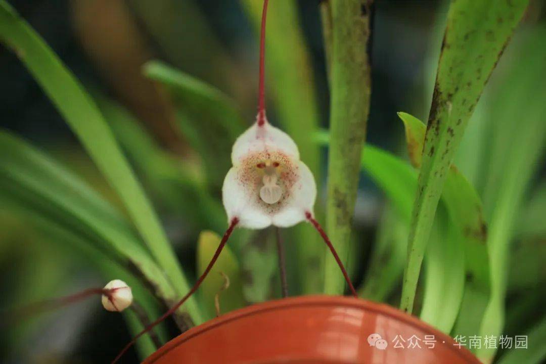 盘点珍奇兰花展上那些珍稀又奇异的爆款兰花_兰科_植物园_花朵