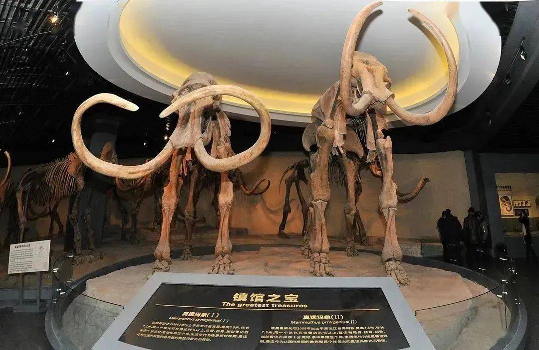 大庆市博物馆是国家一级馆,国家4a级旅游景区,全国科普教育基地,街