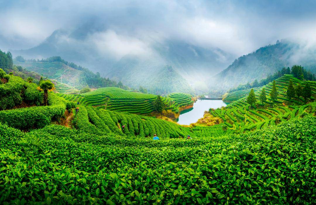 【开化寻龙记】开化龙顶腾云出山游四海_文化_茶叶_朱元璋