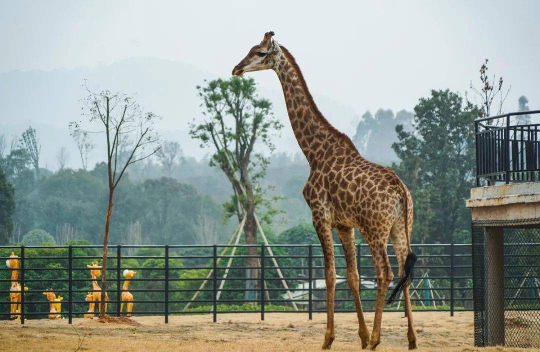 赣西野生动物王国成为芦溪旅游新名片_游客_景区_主题