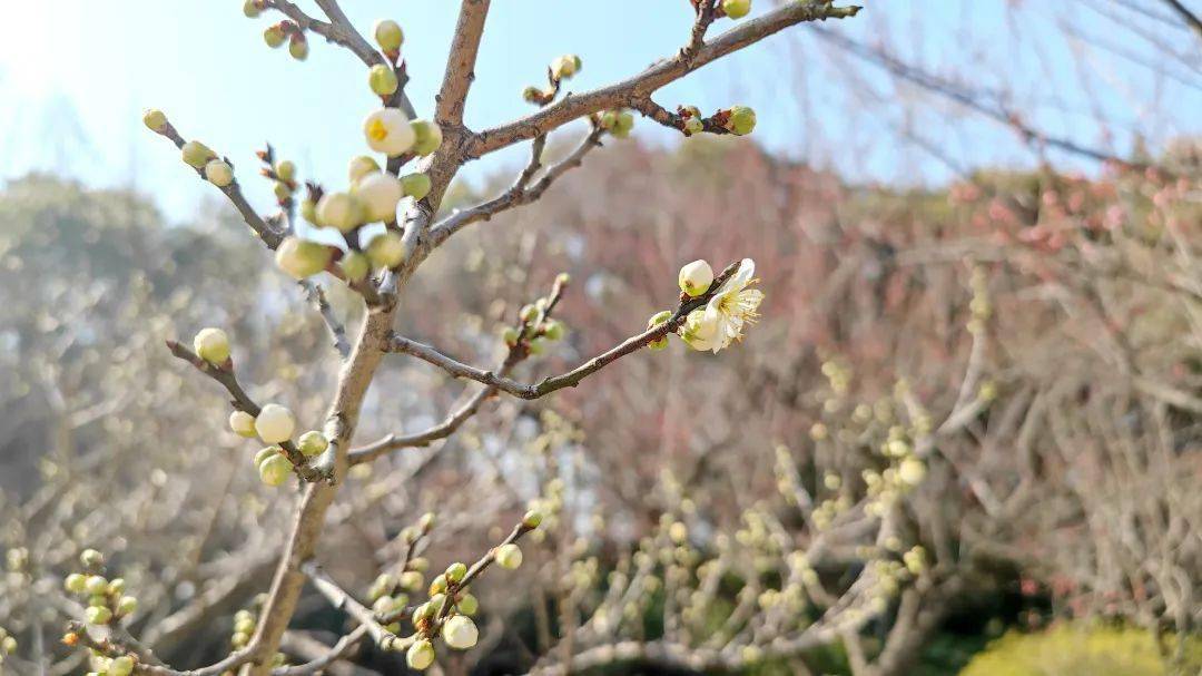 大余梅花大观园要门票图片