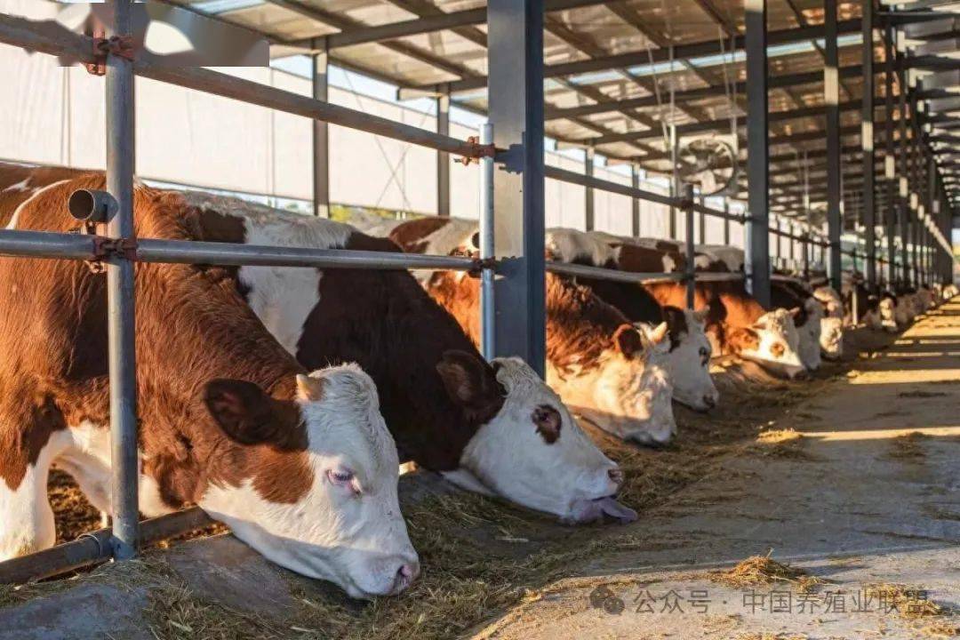 "一头牛"牵出畜牧大产业|龙年之际探"龙头"——畜牧篇_福牛_牛场_养殖