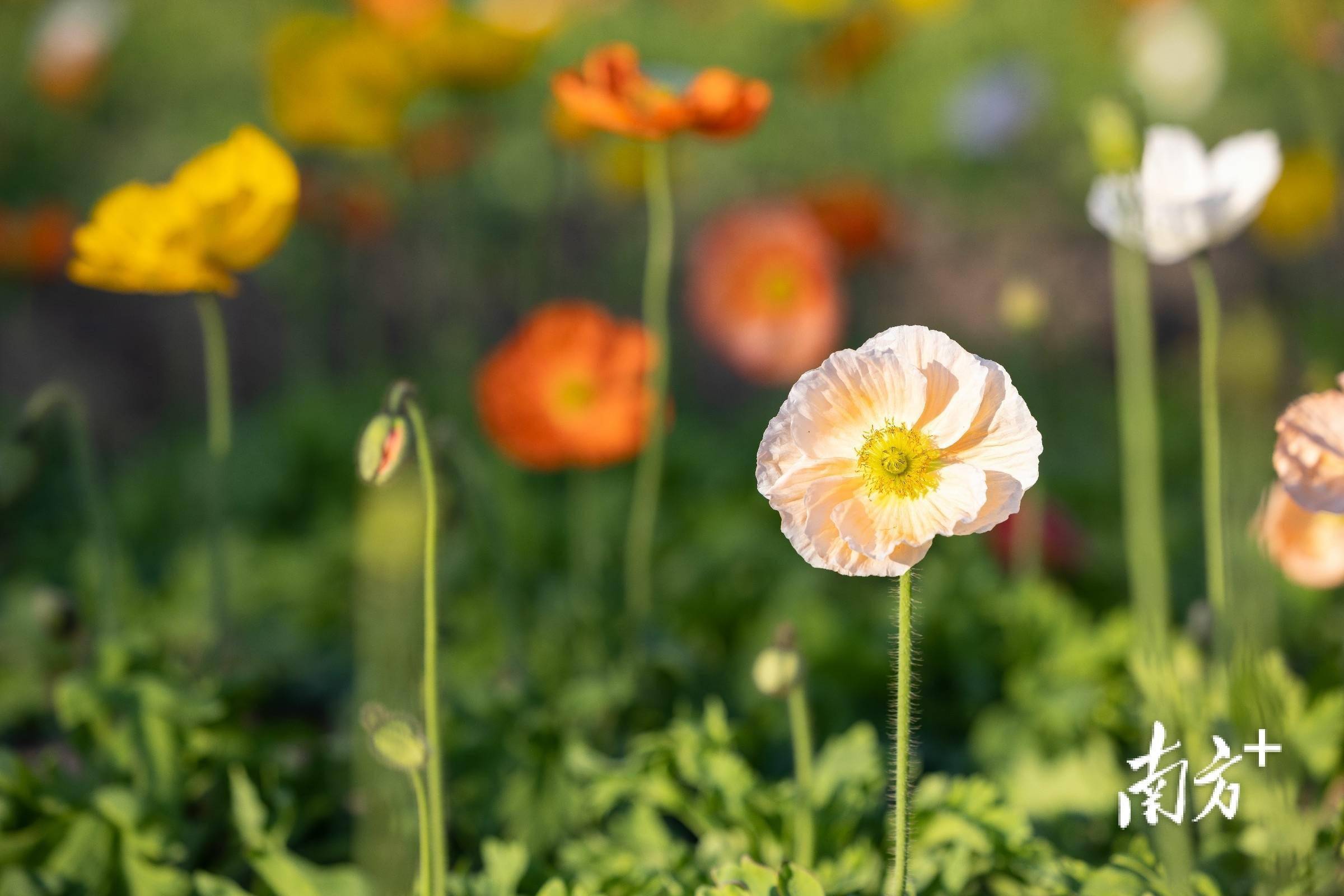 广州8000平方米虞美人花海就藏在这里_谭唯_志豪_来源