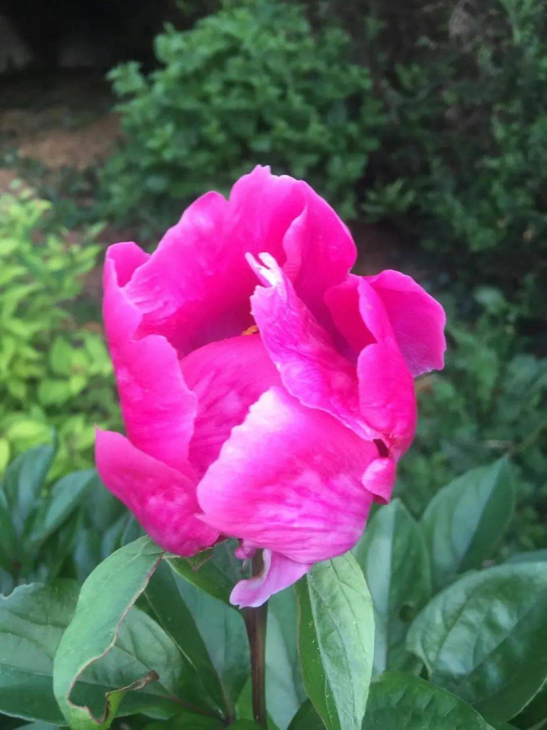 【如梦令:芍药仙子】春江水暖鸭先知,太美了!_夫人__