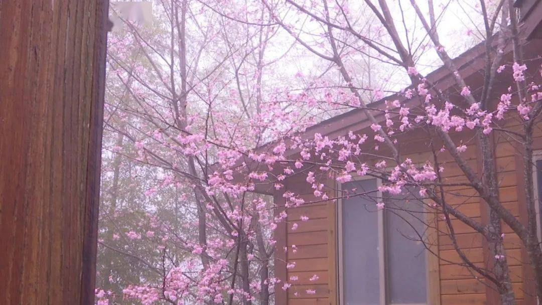 大田屏山樱花迎来盛放期,太美了!_来源_年年_迟日