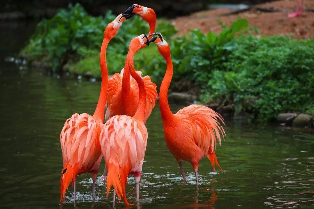 园看可爱动物,享独特体验吃喝玩乐一应俱全火烈鸟餐厅火烈鸟优雅美丽