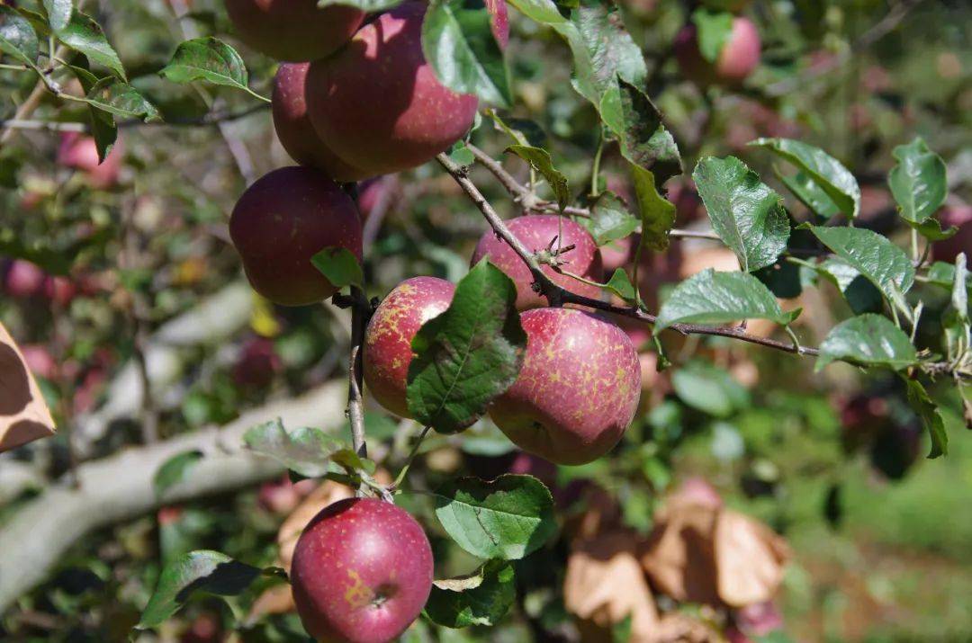 【水果地理】泰国为何盛产"水果之王"——榴莲,从地理角度说"苹果"