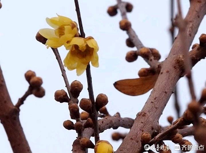 部分蜡梅花朵已经盛开,散发出令人心旷神怡的清香.