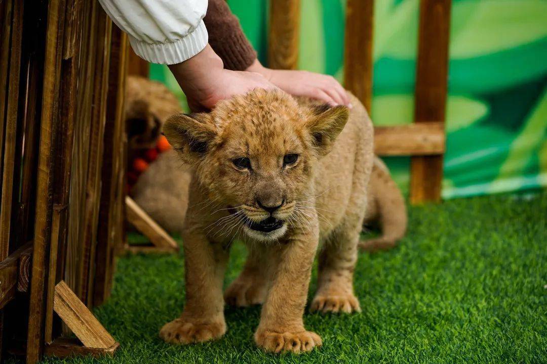 单日游客突破2万人次!赣西野生动物王国!