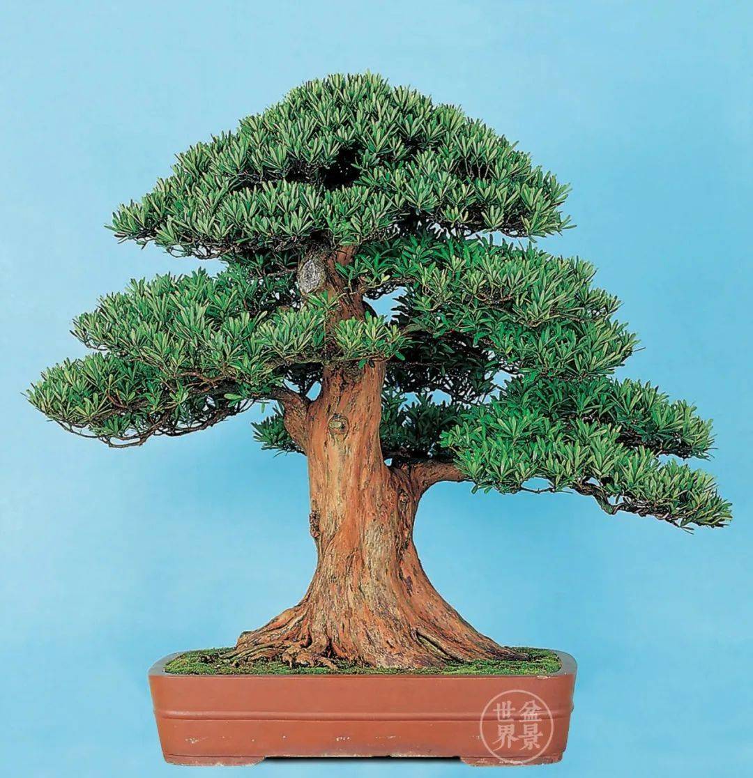 镇宅辟邪_cm_作品_罗汉松