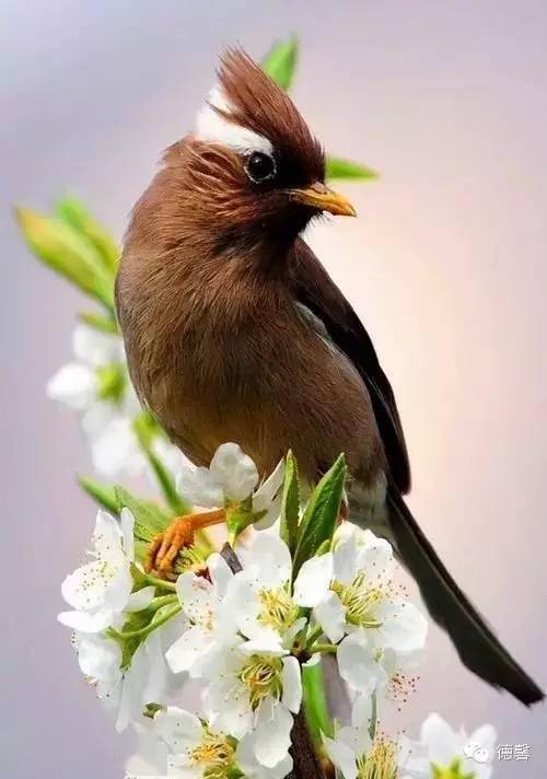 67大年初六龙年大吉最漂亮早上好动态表情图片及好