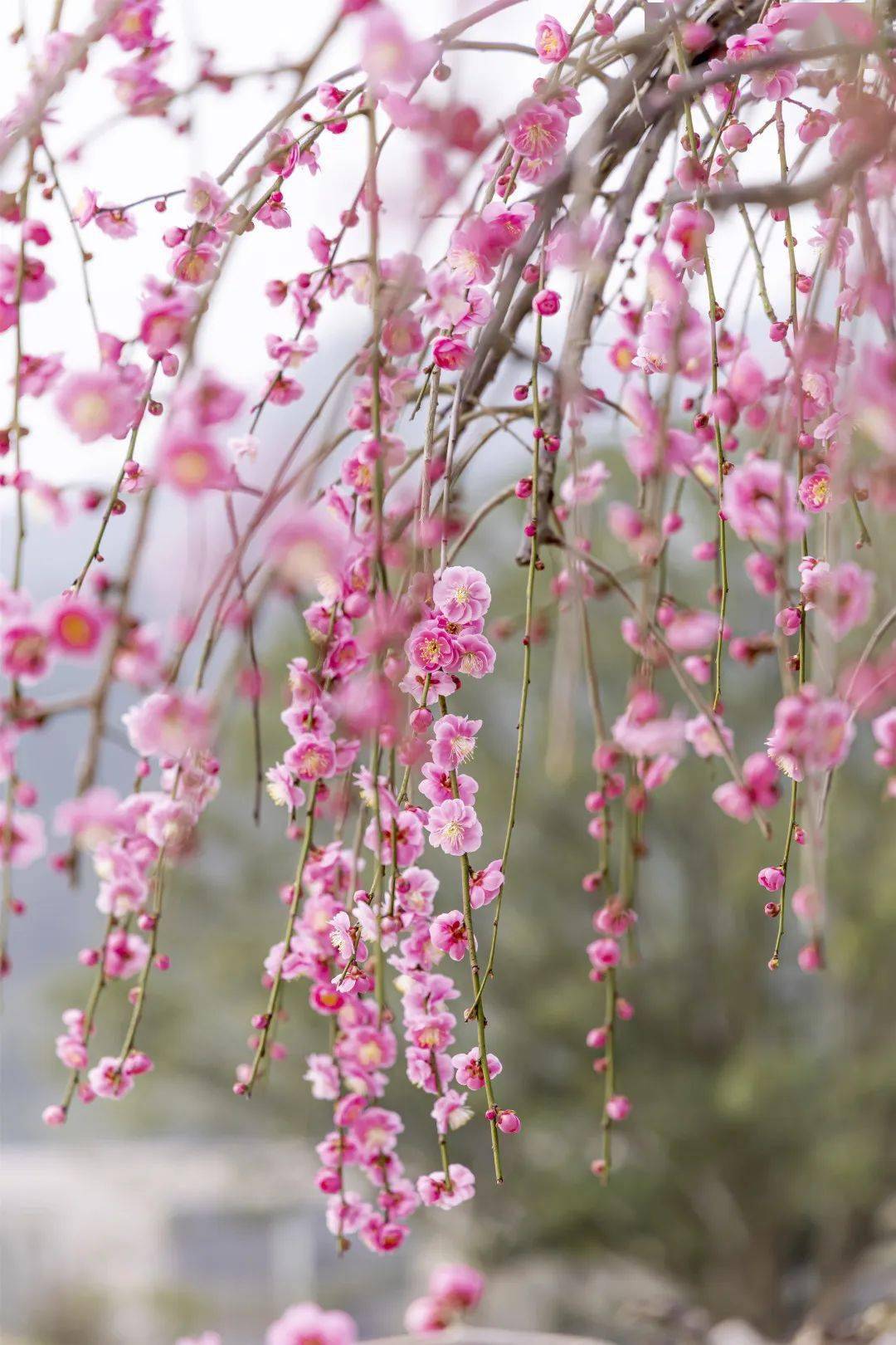 梅花的样子图片大全图片