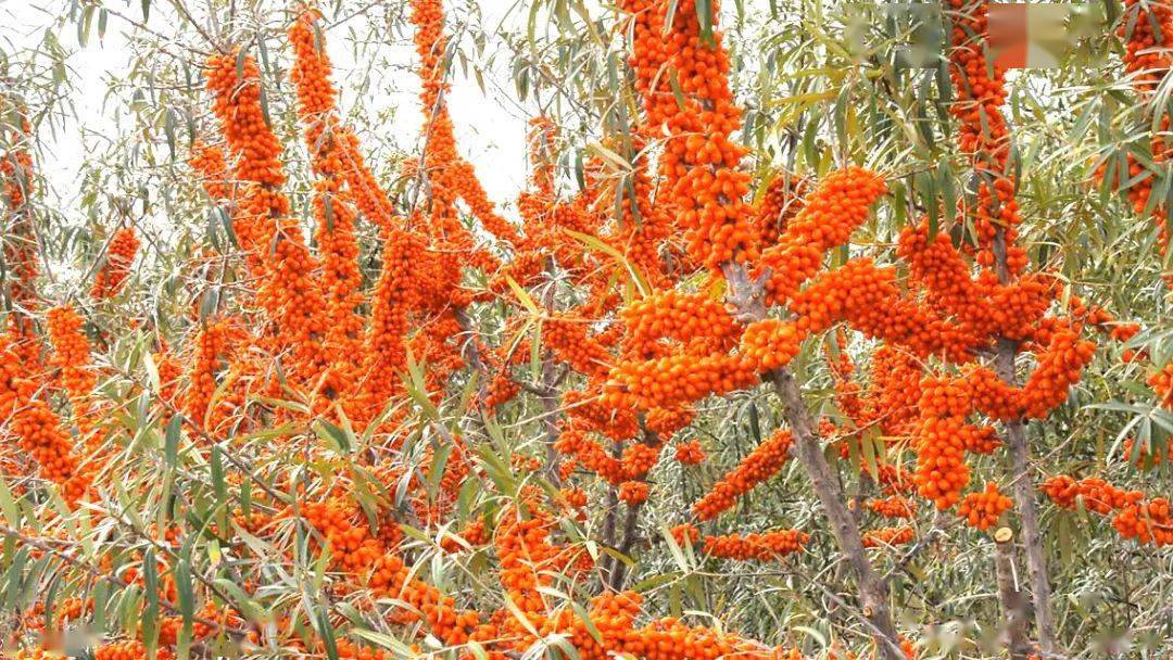 沙棘中的天之骄子,新疆阿合奇沙棘_产业_种植_天山