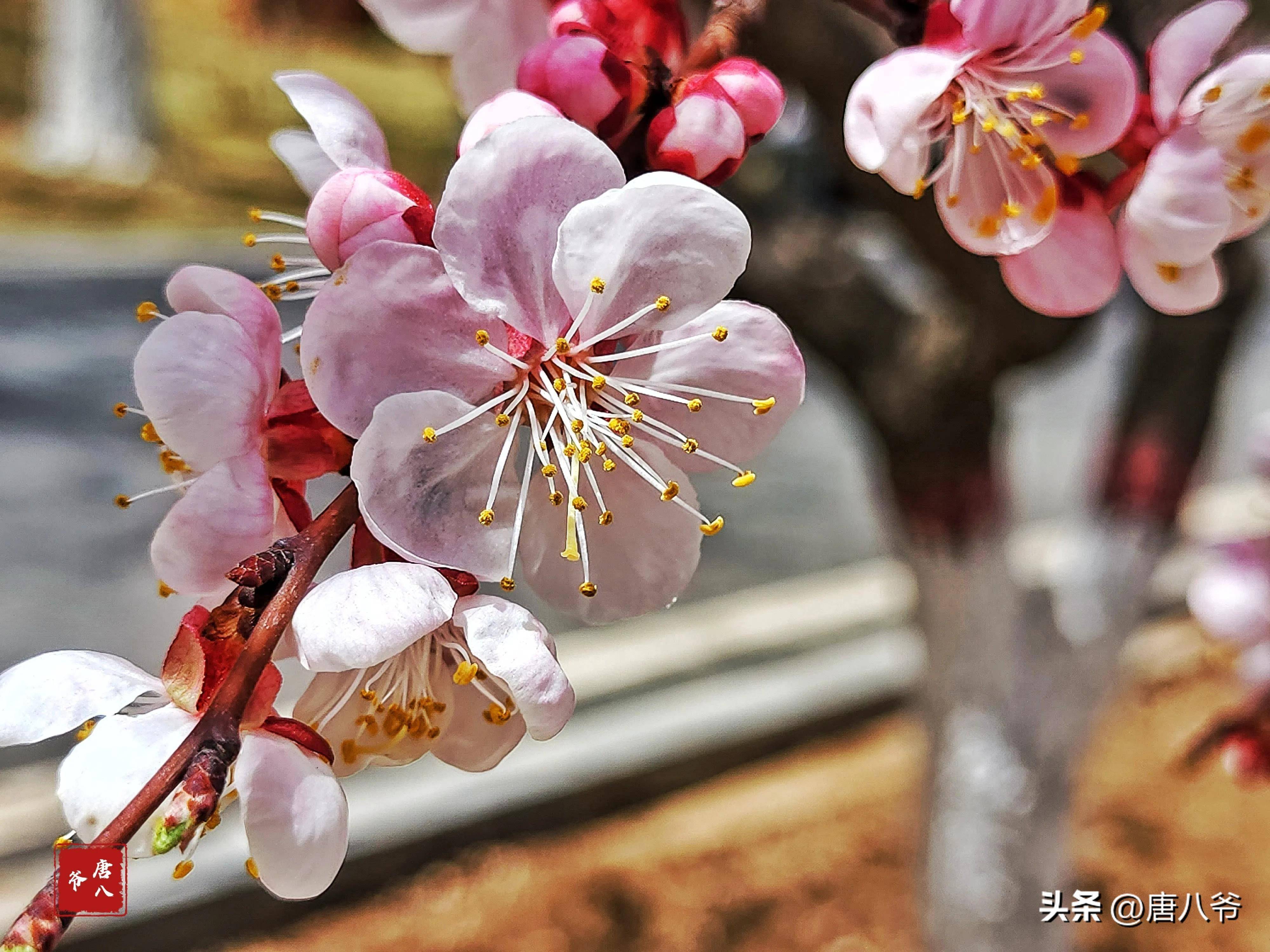 杏花开花图片图片