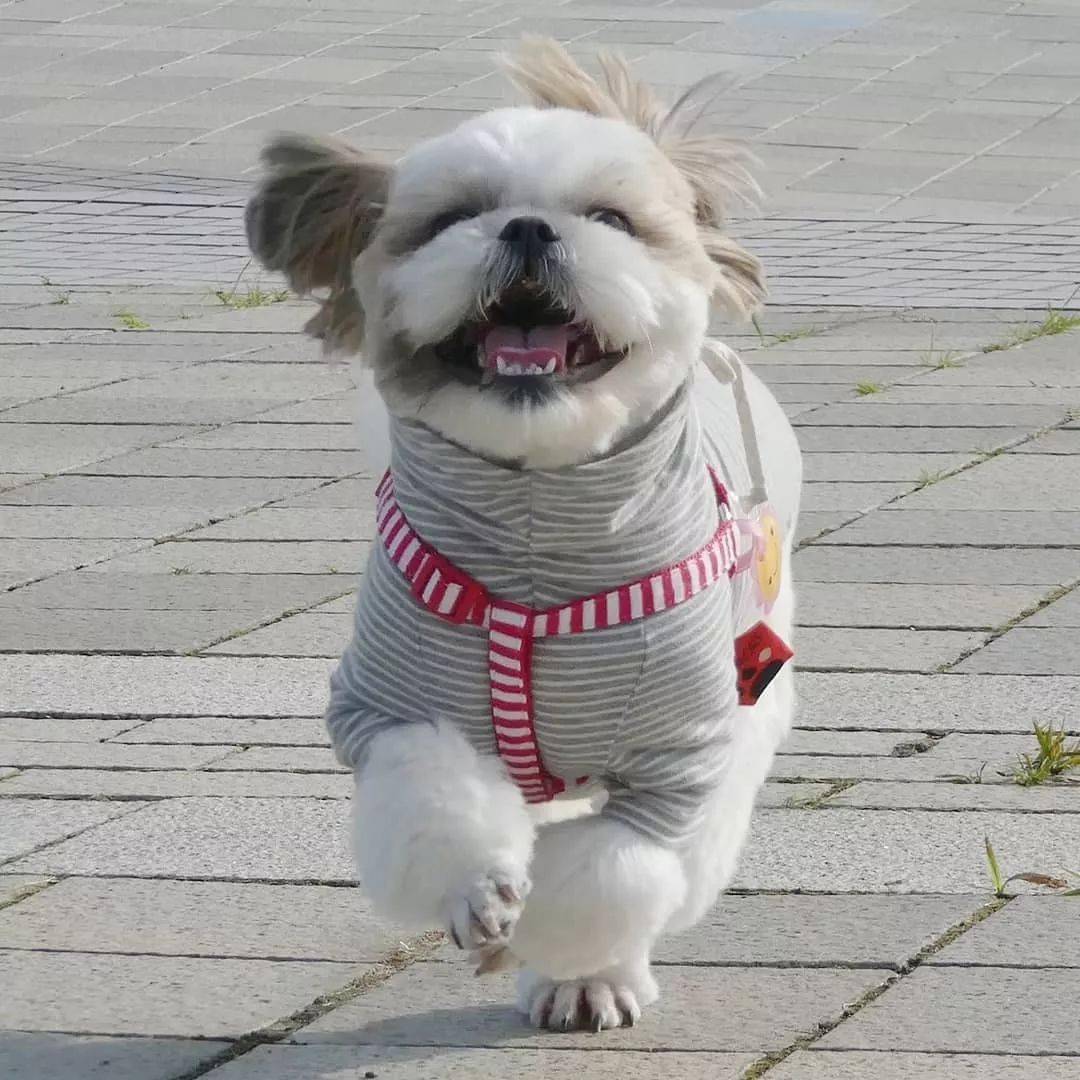 她说,"我的狗jenny是只非常热情的迎宾员,但是我不喜欢jenny每次竭