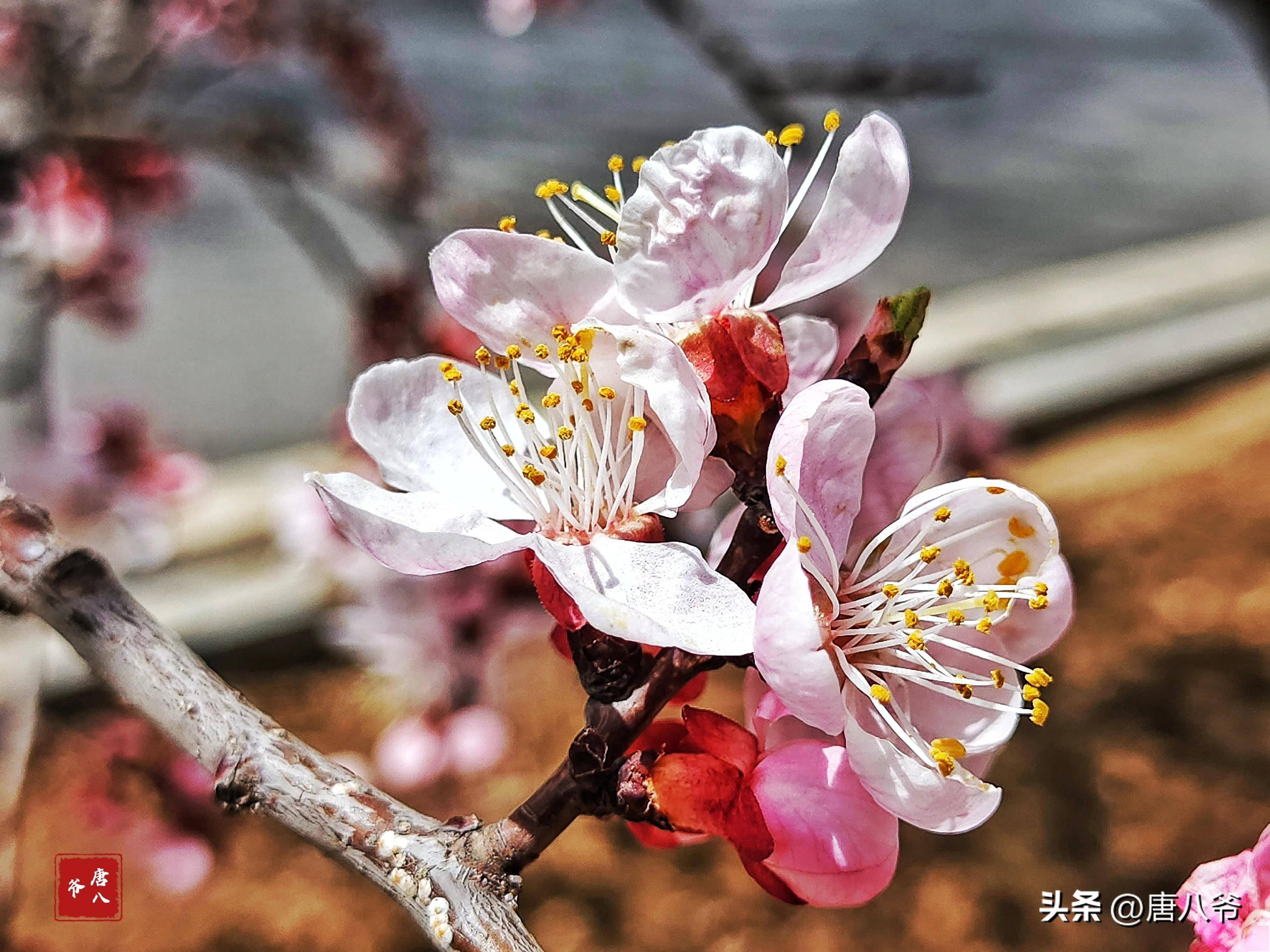 花开如雪