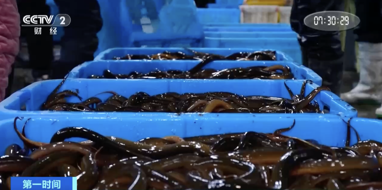 据了解,近一个月以来,这里的黄鳝价格稳定在每斤40元以上,最高时达到